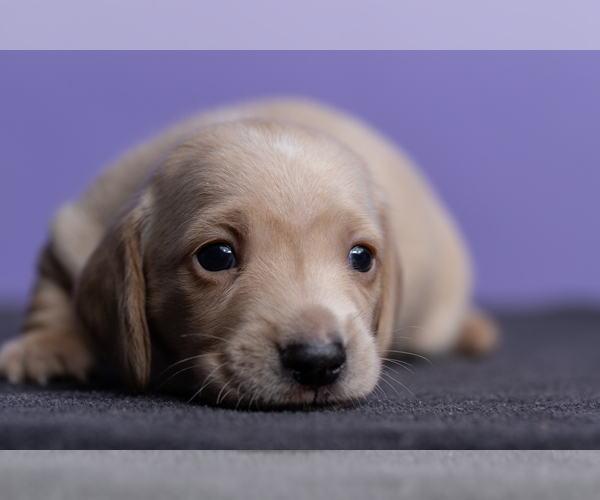 Medium Photo #23 Dachshund Puppy For Sale in CROWLEY, TX, USA