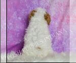 Small Photo #34 Poodle (Toy) Puppy For Sale in WARSAW, IN, USA
