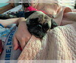 Small #2 Pug