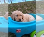 Small Photo #13 Golden Retriever Puppy For Sale in WARRENSBURG, MO, USA