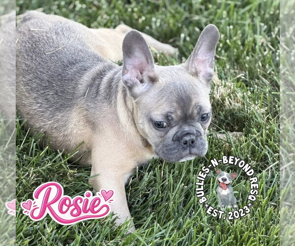 Medium Photo #4 French Bulldog Puppy For Sale in Omaha, NE, USA