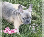 Small #3 French Bulldog