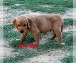 Small #9 Golden Retriever