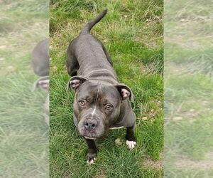 American Pit Bull Terrier Dogs for adoption in Olalla, WA, USA