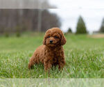 Small Photo #10 Poodle (Toy) Puppy For Sale in WARSAW, IN, USA