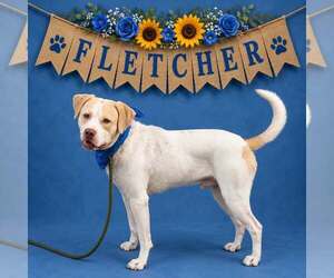 American Pit Bull Terrier-Unknown Mix Dogs for adoption in Shillington, PA, USA