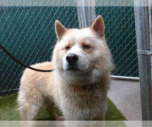 Chow Chow-Siberian Husky Mix Dogs for adoption in Downey, CA, USA