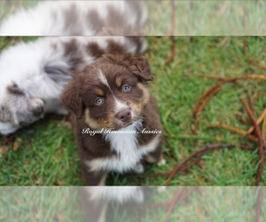 Miniature American Shepherd Puppy for sale in KAMUELA, HI, USA