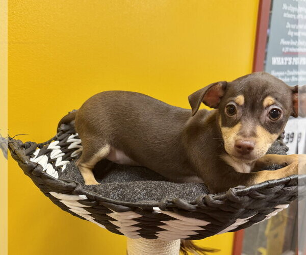 Medium Photo #2 Chihuahua-Unknown Mix Puppy For Sale in Munford, TN, USA