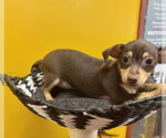 Small #1 Chihuahua Mix