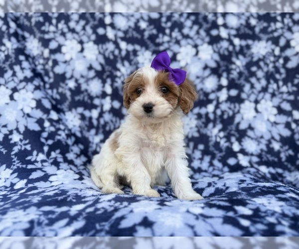 Medium Photo #7 Cavapoo (Miniature) Puppy For Sale in LAKELAND, FL, USA