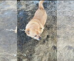 Small #4 Chihuahua Mix