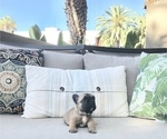 Small Photo #5 French Bulldog Puppy For Sale in COSTA MESA, CA, USA