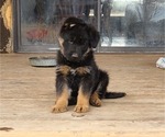 Small Photo #4 German Shepherd Dog Puppy For Sale in DURANGO, CO, USA