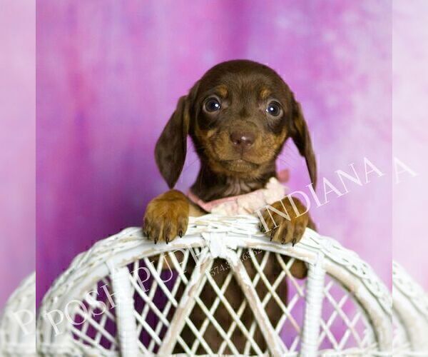 Medium Photo #33 Dachshund Puppy For Sale in WARSAW, IN, USA