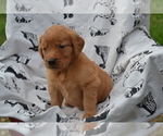 Small #3 Golden Retriever