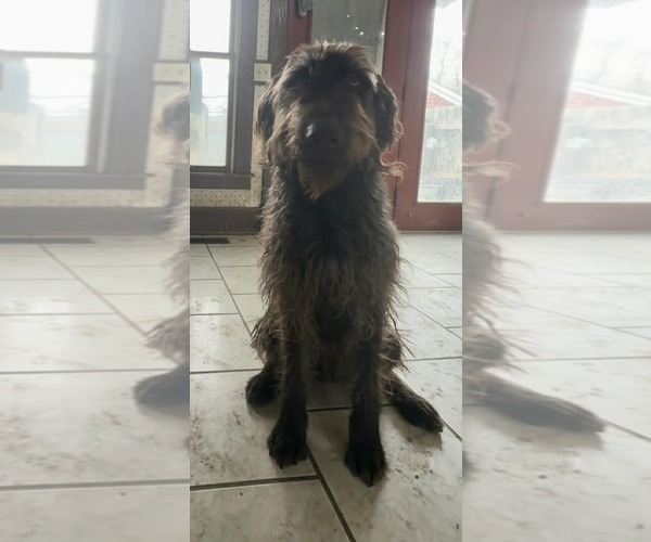 Medium Photo #1 Labrador Retriever Puppy For Sale in Columbus, IN, USA