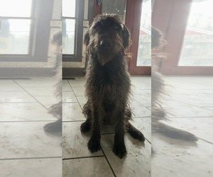 Labrador Retriever Dogs for adoption in Columbus, IN, USA