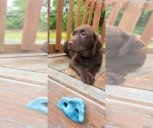 Labrador Retriever Puppy for sale in ROMULUS, MI, USA