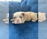 Small Photo #20 English Bulldog Puppy For Sale in ATLANTA, GA, USA