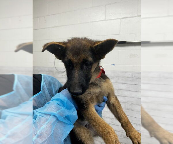 Medium Photo #1 German Shepherd Dog Puppy For Sale in San Bernardino, CA, USA