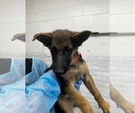 Small German Shepherd Dog