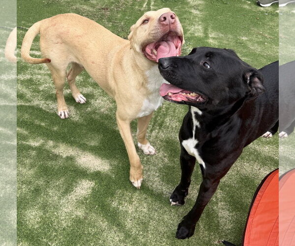 Medium Photo #7 Labrador Retriever-Unknown Mix Puppy For Sale in The Woodlands, TX, USA