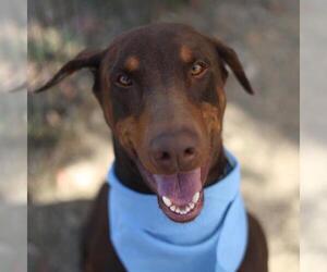 Doberman Pinscher-Unknown Mix Dogs for adoption in San Antonio, TX, USA
