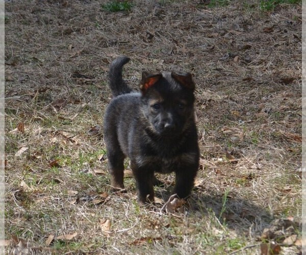 Medium Photo #4 German Shepherd Dog Puppy For Sale in POWDER SPRINGS, GA, USA