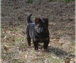 Small #3 German Shepherd Dog
