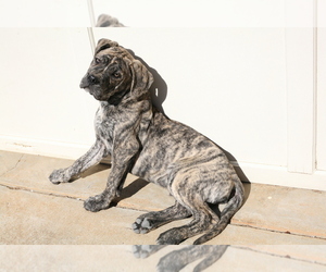 Spanish Bulldog (Alano Español) Puppy for sale in WOODRUFF, SC, USA