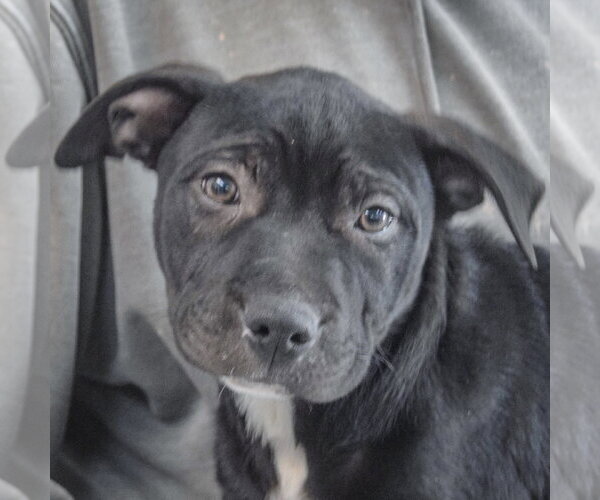 Medium Photo #1 American Staffordshire Terrier-Unknown Mix Puppy For Sale in Huntley, IL, USA
