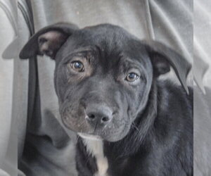American Staffordshire Terrier-Unknown Mix Dogs for adoption in Huntley, IL, USA