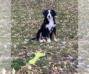 Bernese Mountain Dog Puppy for sale in PITTSBURGH, PA, USA