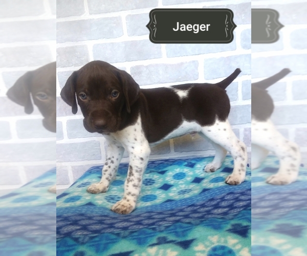 Medium Photo #6 German Shorthaired Pointer Puppy For Sale in ELBERTA, AL, USA