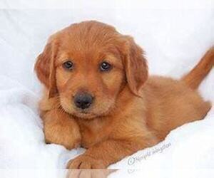 Golden Retriever Puppy for sale in FORT WAYNE, IN, USA