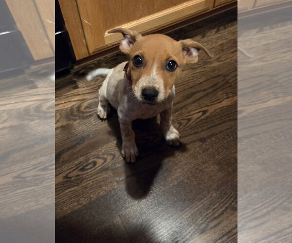 Medium Photo #3 Mutt Puppy For Sale in Brooklyn Center, MN, USA