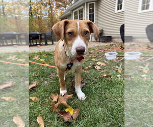 Whisky Star - Male Unknown-Welsh Corgi Mix Dog for Adoption - Photo #3
