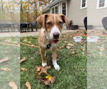 Small Photo #3 Unknown-Welsh Corgi Mix Puppy For Sale in Boston, MA, USA