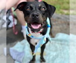 Small #10 Mountain Cur-Rat Terrier Mix