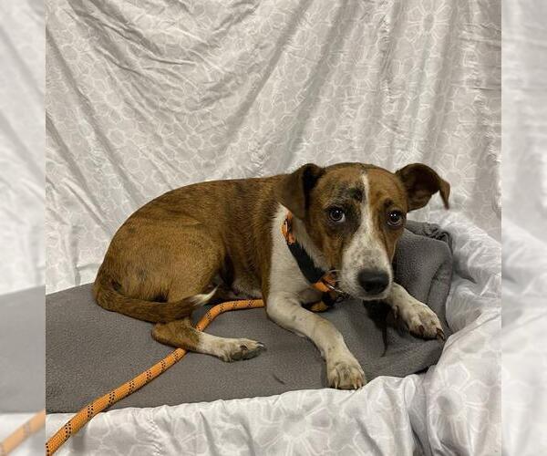 Medium Photo #1 Mutt Puppy For Sale in Modesto, CA, USA