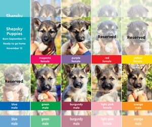 German Shepherd Dog-Siberian Husky Mix Litter for sale in LANSING, MI, USA