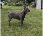 Small Photo #1 Cane Corso Puppy For Sale in MOUNT MORRIS, MI, USA
