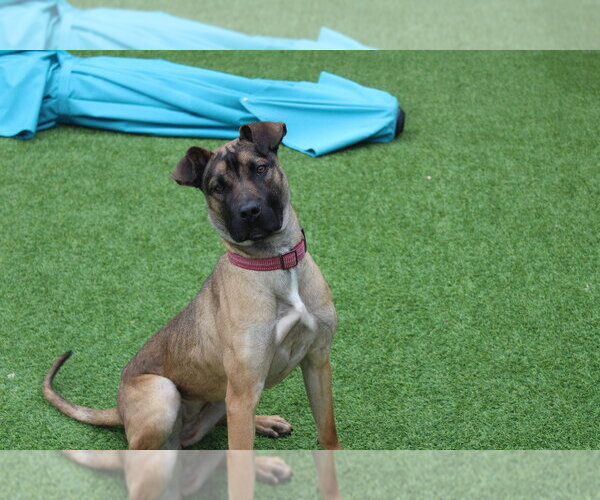 Medium Photo #3 Black Mouth Cur-Unknown Mix Puppy For Sale in Chestertown, MD, USA