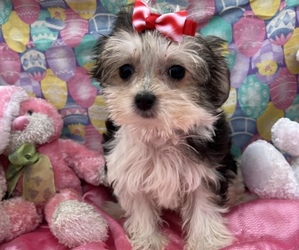Morkie Puppy for sale in BOLINGBROOK, IL, USA