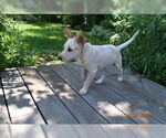 Small #5 Basenji Mix