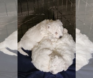 Bichon Frise Litter for sale in CLOVER, VA, USA