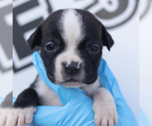 Medium Photo #1 American Staffordshire Terrier-Unknown Mix Puppy For Sale in San Antonio, TX, USA