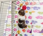 Tucker - Male Havashire Puppy for Sale - Photo #14