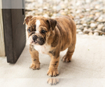 Beauty - Female English Bulldog Puppy for Sale - Photo #6